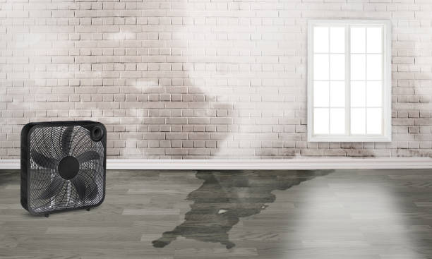 Best Water damage contractors near me  in Galliano, LA